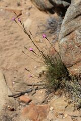 Dianthus bolusii