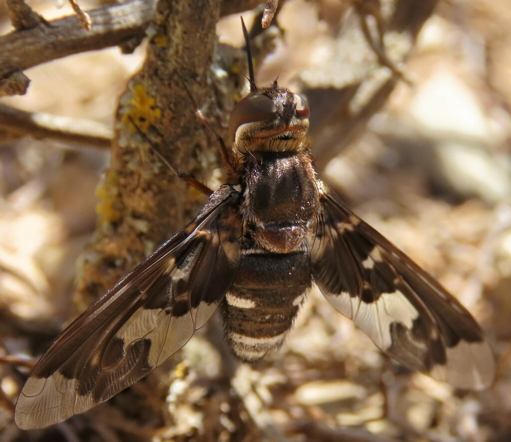 Litorhina macroptera
