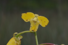 Eulophia speciosa