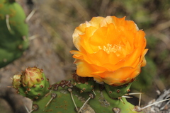 Opuntia megapotamica