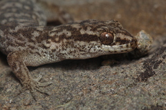 Homonota darwinii