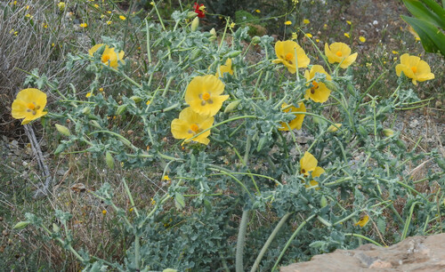 B Gele Hoornpapaver Beheer Kruidentuin Abdij Postel Inaturalist