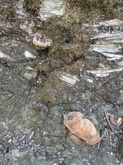 Pycnoporellus alboluteus