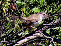 Prinia maculosa maculosa