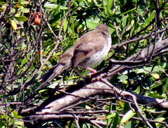 Prinia maculosa maculosa