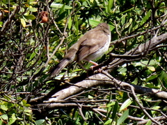 Prinia maculosa maculosa