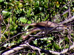 Prinia maculosa maculosa