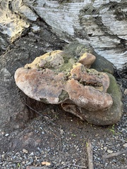 Pycnoporellus alboluteus