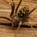 Northern Violin Spider - Photo (c) Ruan Booysen, some rights reserved (CC BY-NC), uploaded by Ruan Booysen