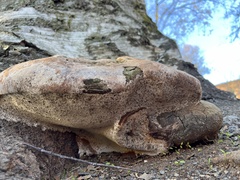 Pycnoporellus alboluteus