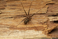 Loxosceles simillima