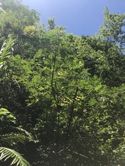 Toxicodendron succedaneum