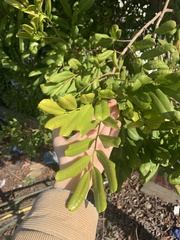 Cupaniopsis anacardioides