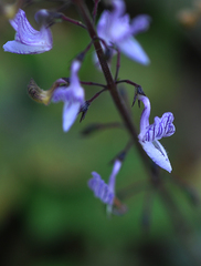 Coleus