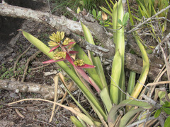 Aechmea aquilega