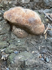 Pycnoporellus alboluteus