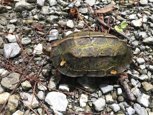 Geoemyda japonica