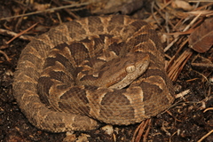 Bothrops diporus