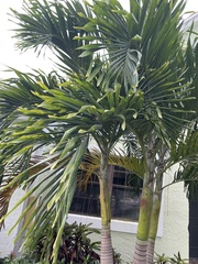 Areca