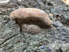 Pycnoporellus alboluteus