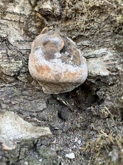 Pycnoporellus alboluteus