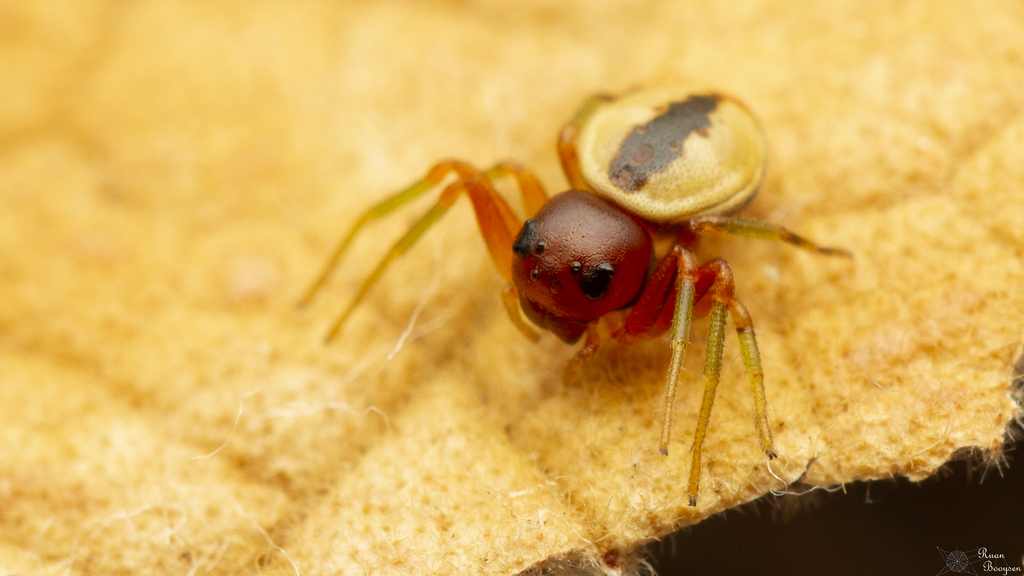Mystaria occidentalis