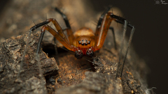 Nephilingis cruentata