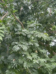 Adenanthera pavonina