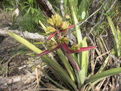 Aechmea aquilega