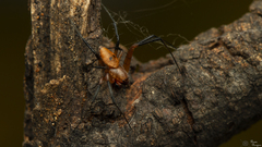 Nephilingis cruentata