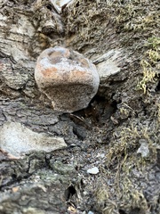 Pycnoporellus alboluteus