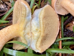 Suillus hirtellus