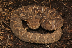 Bothrops diporus