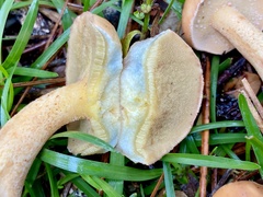Suillus hirtellus