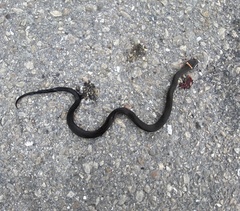 Diadophis punctatus punctatus