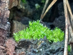 Funaria hygrometrica