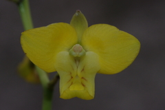 Eulophia speciosa