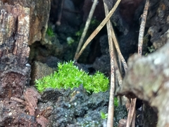 Funaria hygrometrica