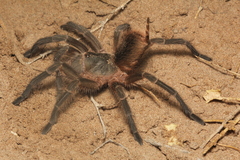Grammostola