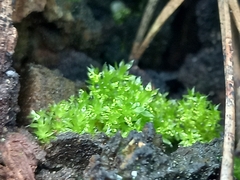 Funaria hygrometrica