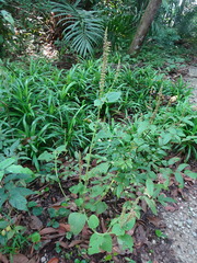 Coleus monostachyus