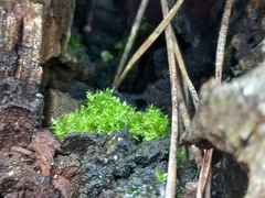 Funaria hygrometrica