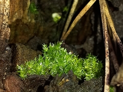 Funaria hygrometrica