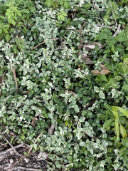 Callisia repens