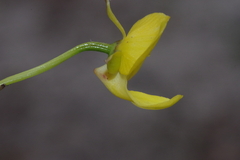 Eulophia speciosa