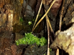 Funaria hygrometrica
