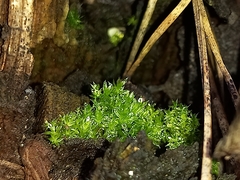 Funaria hygrometrica