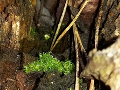 Funaria hygrometrica