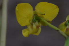 Eulophia speciosa