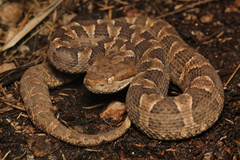 Bothrops diporus